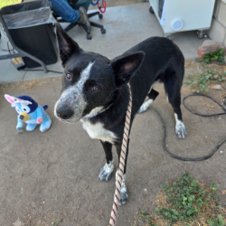 Found/Stray Male Dog last seen Near Orizaba Avenue, Long Beach, CA, USA, Long Beach, CA 90804