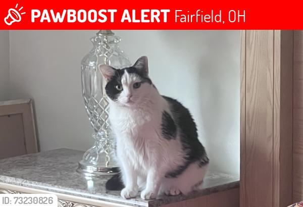 Lost Female Cat last seen Mack Rd and Fairgreen Circle (Fairgreen Commons), Fairfield, OH 45014