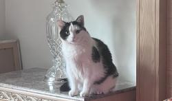 Lost Female Cat last seen Mack Rd and Fairgreen Circle (Fairgreen Commons), Fairfield, OH 45014