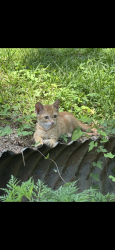 Lost Male Cat last seen Target, Pace, FL 32571
