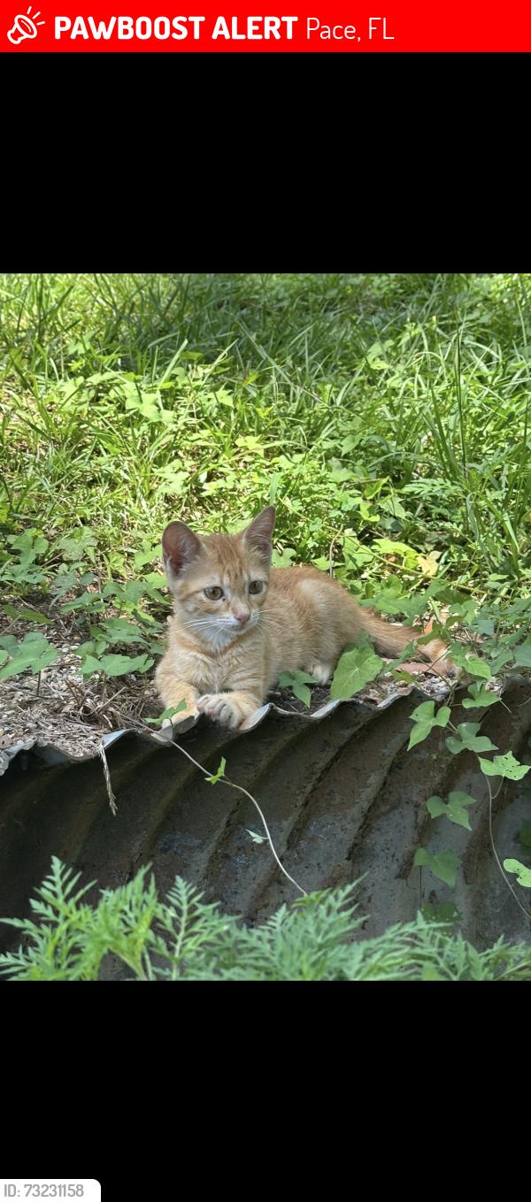 Lost Male Cat last seen Target, Pace, FL 32571