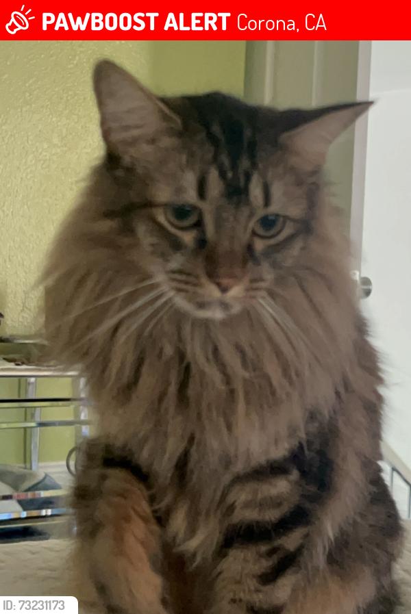 Lost Female Cat last seen Green river, Corona, CA 92882