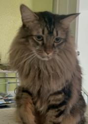 Lost Female Cat last seen Green river, Corona, CA 92882