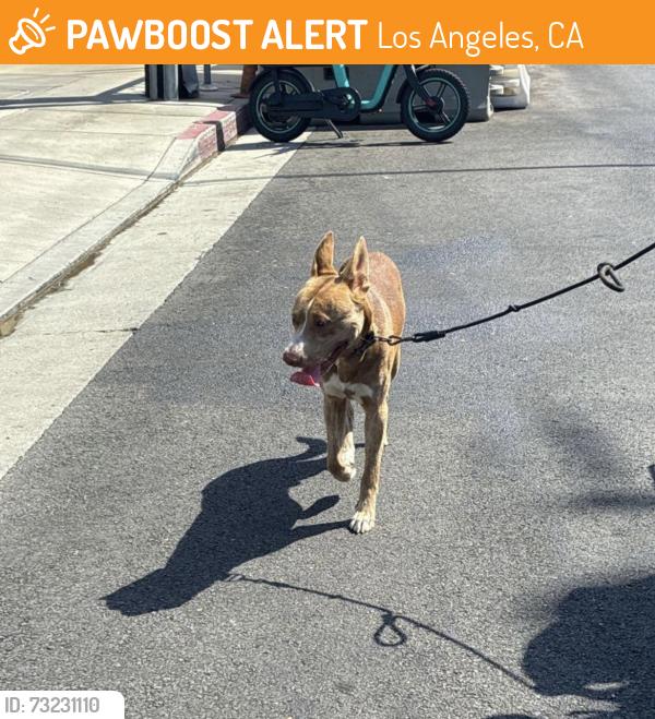 Found/Stray Male Dog last seen Purdue Avenue, sawtelle avenue, Los Angeles, CA 90064