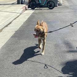Found/Stray Male Dog last seen Purdue Avenue, sawtelle avenue, Los Angeles, CA 90064