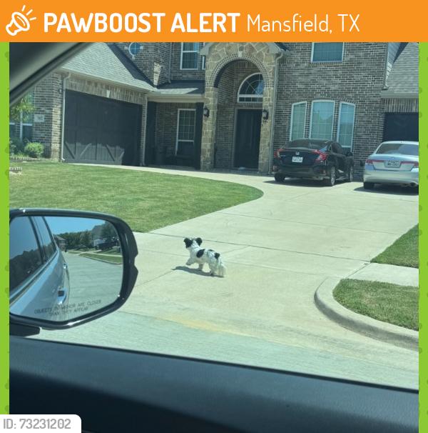 Found/Stray Unknown Dog last seen Cody Ln & Great Plains Way, Mansfield, TX 76063