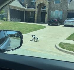 Found/Stray Unknown Dog last seen Cody Ln & Great Plains Way, Mansfield, TX 76063