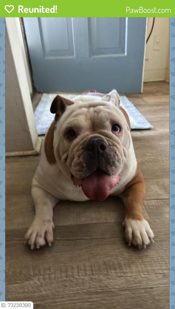 Reunited Female Dog last seen Found on the street, Broadview Drive and Clifton Way, Glendale, CA, Glendale, CA 91208