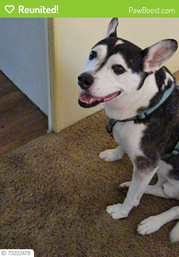 Reunited Male Dog last seen Starkey, Largo, FL 33771
