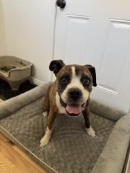 Found/Stray Female Dog last seen Los nietos park, Santa Fe Springs, CA 90670