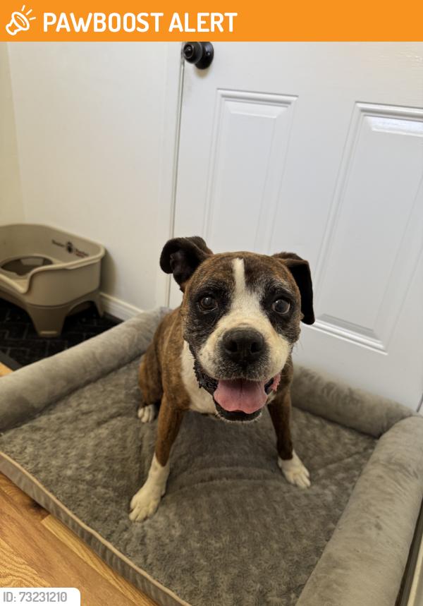 Found/Stray Female Dog last seen Los nietos park, Santa Fe Springs, CA 90670