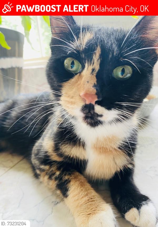 Lost Female Cat last seen Edinborough, Oklahoma City, OK 73132