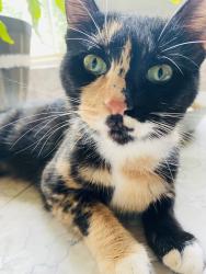 Lost Female Cat last seen Edinborough, Oklahoma City, OK 73132