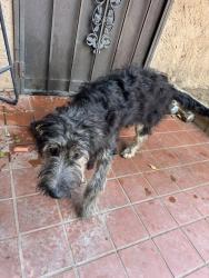 Found/Stray Female Dog last seen E Lynwood dr and Arden, San Bernardino, CA 92346