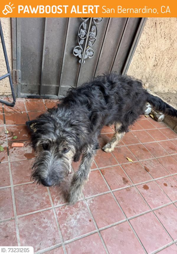 Found/Stray Female Dog last seen E Lynwood dr and Arden, San Bernardino, CA 92346