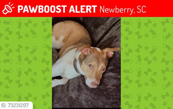 Lost Female Dog last seen Near Shrine Club Road, Newberry, SC 29108, Newberry, SC 29108
