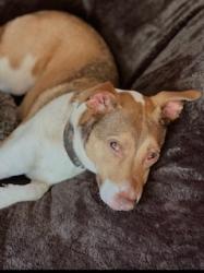 Lost Female Dog last seen Near Shrine Club Road, Newberry, SC 29108, Newberry, SC 29108