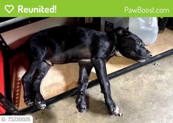 Reunited Male Dog last seen Milton bryan dr in/near the woods., Walton County, GA 30052