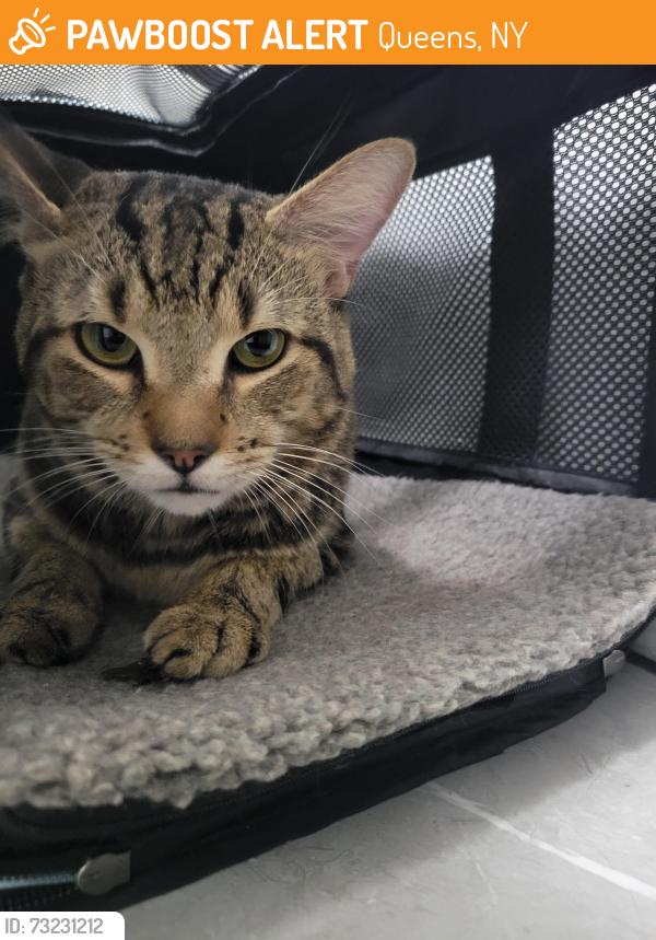 Surrendered Male Cat last seen 192-15 Northern Blvd, Flushing, NY 11358, Queens, NY 11358