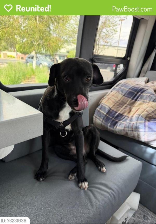 Reunited Male Dog last seen Beaver and Elm, Flagstaff, AZ 86001