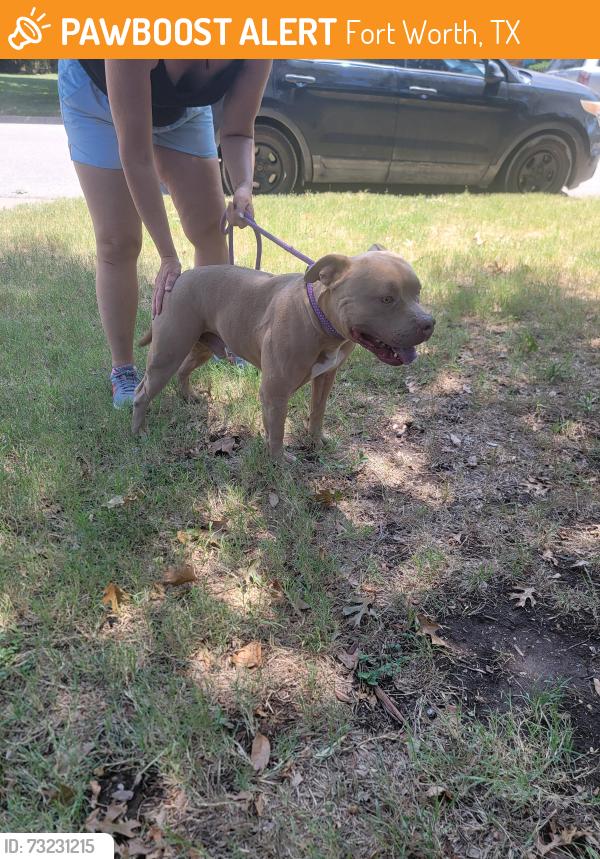 Found/Stray Male Dog last seen Oak grove, Fort Worth, TX 76140