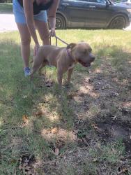 Found/Stray Male Dog last seen Oak grove, Fort Worth, TX 76140