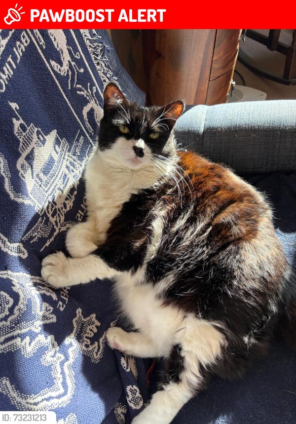 Lost Female Cat last seen Castelnau, Greater London, England SW13 8DU