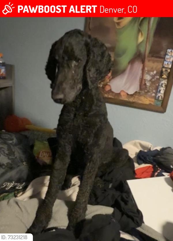 Lost Male Dog last seen Lowell by Ricardo Flores’s elementary school, Denver, CO 80221