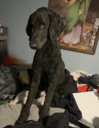 Lost Male Dog last seen Lowell by Ricardo Flores’s elementary school, Denver, CO 80221