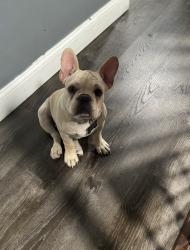 Reunited Male Dog last seen Cranston St West End, Providence, RI 02903