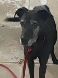 Found/Stray Male Dog last seen Cutlerville, Grand Rapids, MI 49508