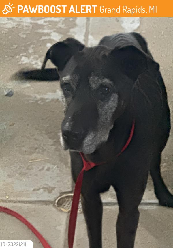 Found/Stray Male Dog last seen Cutlerville, Grand Rapids, MI 49508