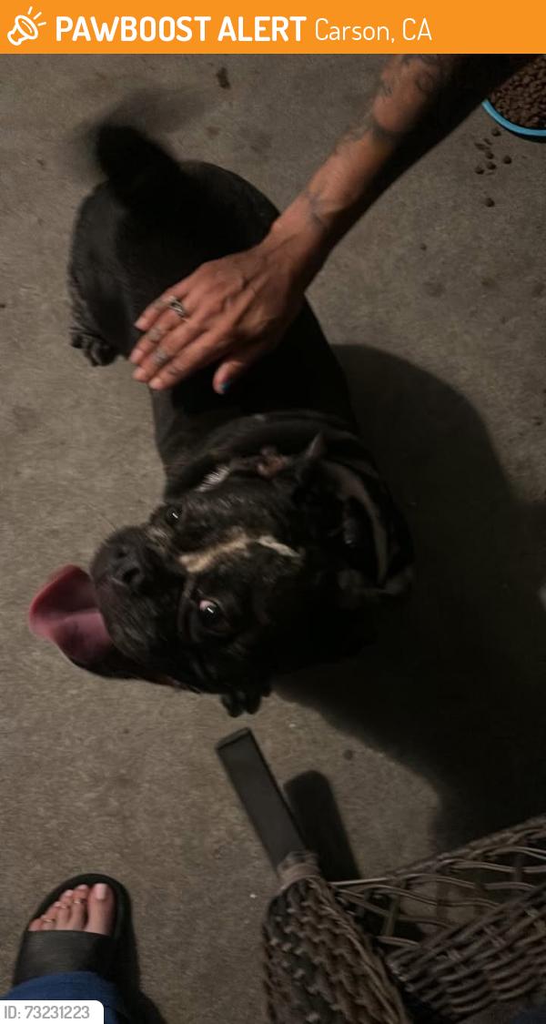 Found/Stray Female Dog last seen Carson ca 213th street, Carson, CA 90745