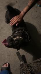 Found/Stray Female Dog last seen Carson ca 213th street, Carson, CA 90745