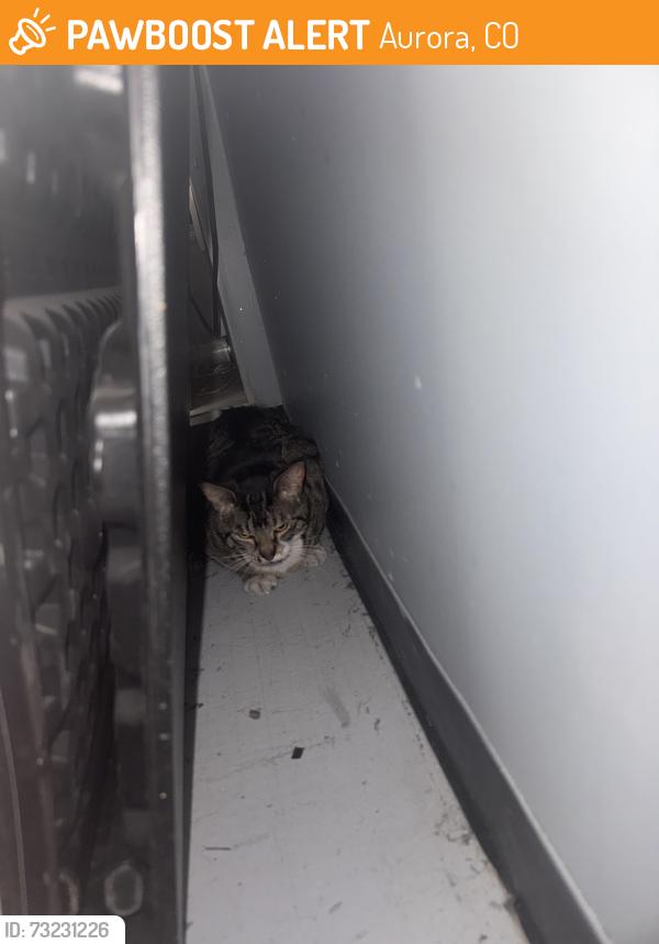 Found/Stray Unknown Cat last seen Near s Havana st, Aurora, CO 80012