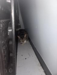 Found/Stray Unknown Cat last seen Near s Havana st, Aurora, CO 80012