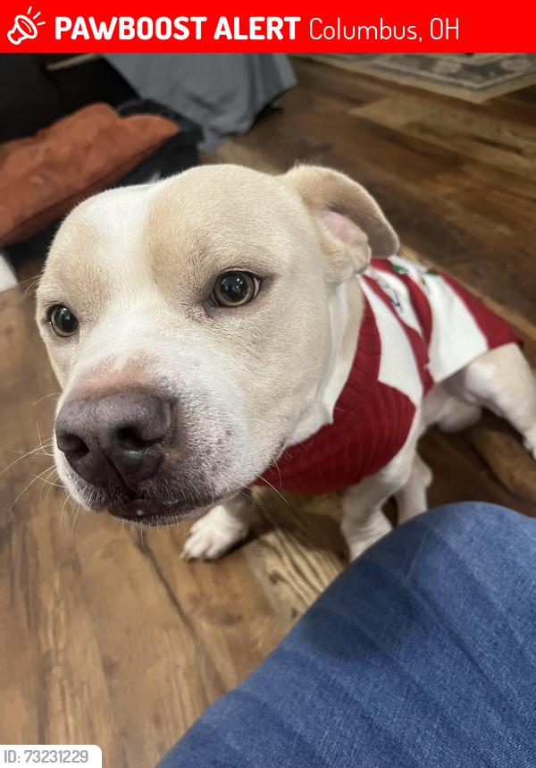 Lost Male Dog last seen Linden park, Columbus, OH 43211