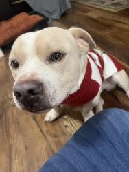 Lost Male Dog last seen Linden park, Columbus, OH 43211