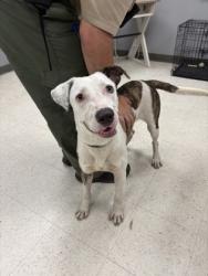 Shelter Stray Male Dog last seen , Gulfport, MS, 2615 25th Ave, Gulfport, MS 39501, USA