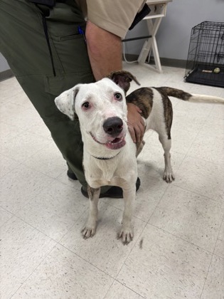 Shelter Stray Male Dog last seen , Gulfport, MS, 2615 25th Ave, Gulfport, MS 39501, USA