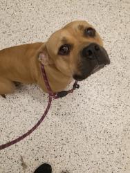 Shelter Stray Female Dog last seen Near CAMPBELLTON RD SW, Atlanta, GA, 1251 Fulton Industrial Blvd NW, Atlanta, GA 30336, USA