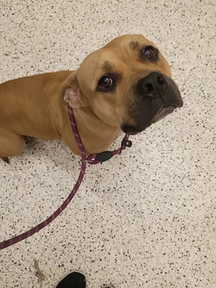 Shelter Stray Female Dog last seen Near CAMPBELLTON RD SW, Atlanta, GA, 1251 Fulton Industrial Blvd NW, Atlanta, GA 30336, USA