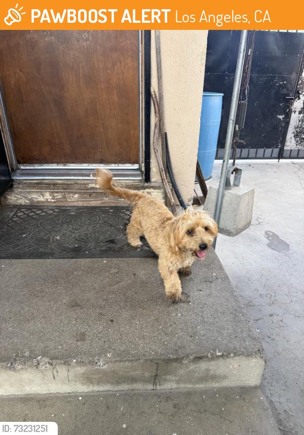 Found/Stray Male Dog last seen El segundo ave and central, Los Angeles, CA 90059