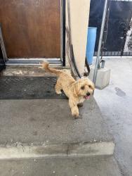 Found/Stray Male Dog last seen El segundo ave and central, Los Angeles, CA 90059