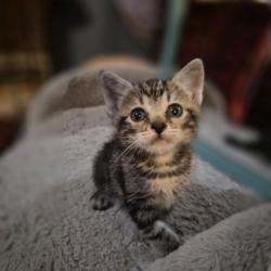 Shelter Stray Female Cat last seen Near Caymus Dr, Sacramento County, CA, 6201 Florin Perkins Rd, Sacramento, CA 95828, USA