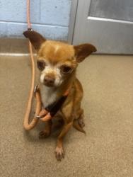 Shelter Stray Male Dog last seen Near HILTON DR, 30035, GA, 3280 Chamblee Dunwoody Rd, Chamblee, GA 30341, USA