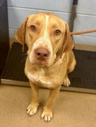 Shelter Stray Male Dog last seen Near Rock Springs Road, Stonecrest 30038, 30038, GA, 3280 Chamblee Dunwoody Rd, Chamblee, GA 30341, USA