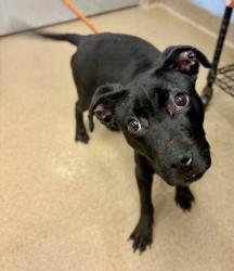 Shelter Stray Male Dog last seen Near Covington Hwy, Decatur, GA 30035, 30035, GA, 3280 Chamblee Dunwoody Rd, Chamblee, GA 30341, USA