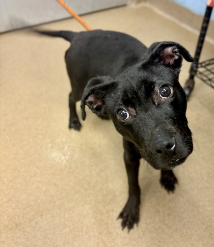 Shelter Stray Male Dog last seen Near Covington Hwy, Decatur, GA 30035, 30035, GA, 3280 Chamblee Dunwoody Rd, Chamblee, GA 30341, USA