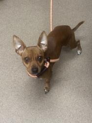 Shelter Stray Male Dog last seen Near Hunters Valley 30038, 30038, GA, 3280 Chamblee Dunwoody Rd, Chamblee, GA 30341, USA